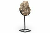 Cretaceous Ammonite (Mammites) Fossil with Metal Stand - Morocco #217427-1